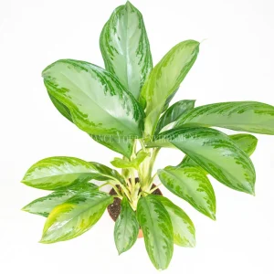 Aglaonema Silver Bay Live Plant – 6 inch Potted Houseplant – Indoor Foliage - Image 2