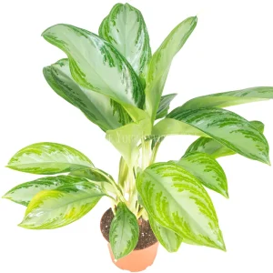 Aglaonema Silver Bay Live Plant – 6 inch Potted Houseplant – Indoor Foliage - Image 1