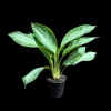 Aglaonema Silver Bay Live Plant – Variegated Chinese Evergreen – 4 inch Pot – Indoor Houseplant - Image 1