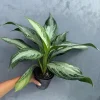 Aglaonema Silver Bay Live Plant - Variegated Chinese Evergreen - 4" Pot - Indoor Houseplant - Image 1