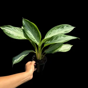 Aglaonema Silver Bay Live Plant – Variegated Chinese Evergreen – 4 inch Pot – Indoor Houseplant - Image 2