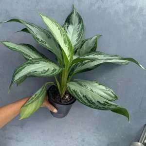 Aglaonema Silver Bay Live Plant - Variegated Chinese Evergreen - 4