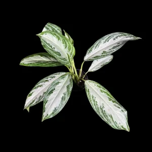 Aglaonema Silver Bay Live Plant – Variegated Chinese Evergreen – 4 inch Pot – Indoor Houseplant - Image 3