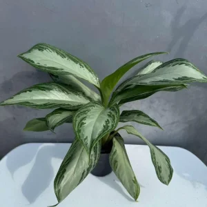 Aglaonema Silver Bay Live Plant - Variegated Chinese Evergreen - 4