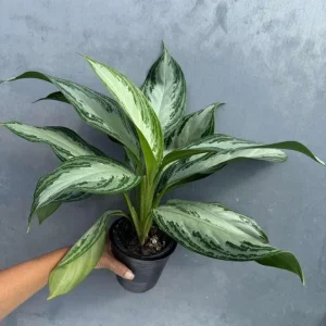 Aglaonema Silver Bay Live Plant - Variegated Chinese Evergreen - 4