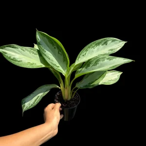 Aglaonema Silver Bay Live Plant – Variegated Chinese Evergreen – 4 inch Pot – Indoor Houseplant - Image 5