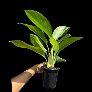 Aglaonema Silver Bay Live Plant – Variegated Chinese Evergreen – 4 inch Pot – Indoor Houseplant - Image 7