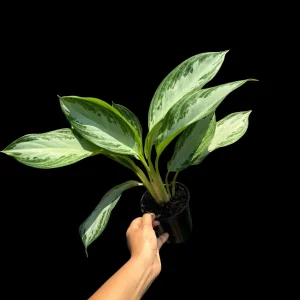 Aglaonema Silver Bay Live Plant – Variegated Chinese Evergreen – 4 inch Pot – Indoor Houseplant - Image 8