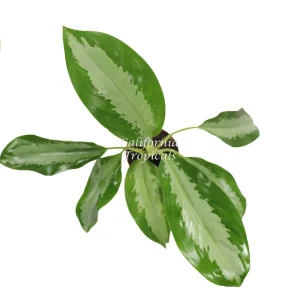 Aglaonema Silver Moon Live Plant – 4 inch Potted Houseplant – Indoor Foliage - Image 2