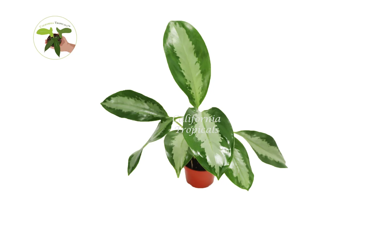 Aglaonema Silver Moon Live Plant – 4 inch Potted Houseplant – Indoor Foliage - Image 1