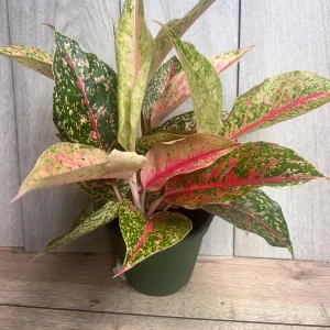 Aglaonema Sparkling Sarah Live Plant – 6 inch Pot – Indoor Houseplant - Image 2