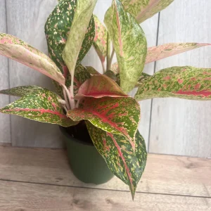 Aglaonema Sparkling Sarah Live Plant – 6 inch Pot – Indoor Houseplant - Image 5