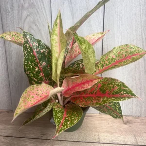 Aglaonema Sparkling Sarah Live Plant – 6 inch Pot – Indoor Houseplant - Image 6