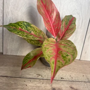 Aglaonema Sparkling Sarah Live Plant – 6 inch Pot – Indoor Houseplant - Image 9
