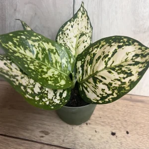 Aglaonema White Eileen Live Plant - 6 inch Pot - Indoor Houseplant - Image 10