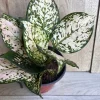 Aglaonema White Eileen Live Plant - 6 inch Pot - Indoor Houseplant - Image 1