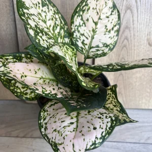 Aglaonema White Eileen Live Plant - 6 inch Pot - Indoor Houseplant - Image 6