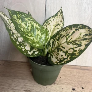 Aglaonema White Eileen Live Plant - 6 inch Pot - Indoor Houseplant - Image 8