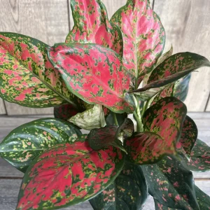 Aglaonema Wishes Live Plant - Red Valentine Chinese Evergreen in 6 inch Pot - Image 1