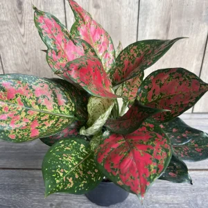 Aglaonema Wishes Live Plant - Red Valentine Chinese Evergreen in 6 inch Pot - Image 2