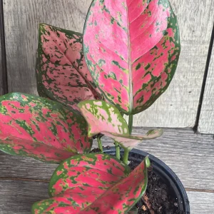 Aglaonema Wishes Live Plant - Red Valentine Chinese Evergreen - 4 inch Pot - Image 2