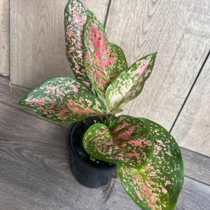 Aglaonema Wishes Live Plant - Red Valentine Chinese Evergreen - 4 inch Pot - Image 3