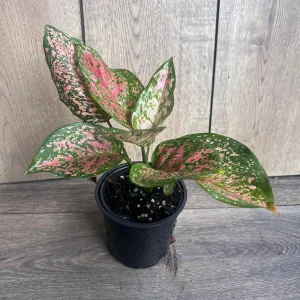 Aglaonema Wishes Live Plant - Red Valentine Chinese Evergreen - 4 inch Pot - Image 4