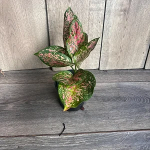 Aglaonema Wishes Live Plant - Red Valentine Chinese Evergreen - 4 inch Pot - Image 7