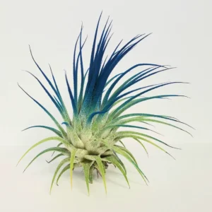 Air Plant Tillandsia Iona Dark Blue Indigo Live Plant - 2-3" Single Airplant - Image 2