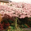 Akebono Flowering Cherry Tree – Live Plant – 3-4 Feet Tall – Grafted – 3 Gallon Pot – Outdoor - Image 1