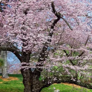 Akebono Flowering Cherry Tree Live Seedling - 6-12" Tall - Pink to White Blooms - Outdoor - Image 2