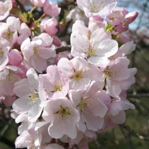 Akebono Flowering Cherry Tree Live Seedling - 6-12