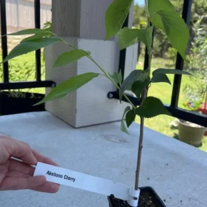 Akebono Flowering Cherry Tree Live Seedling - 6-12