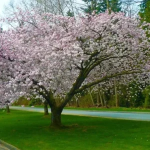 Akebono Flowering Cherry Tree Live Seedling - 6-12