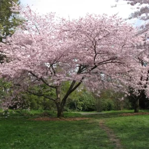 Akebono Flowering Cherry Tree Live Seedling - 6-12