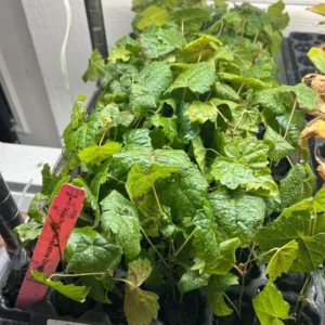 Alachua Black Muscadine Grape Vine - Live Plant - Self-Fertile Fruit Vine - Image 2