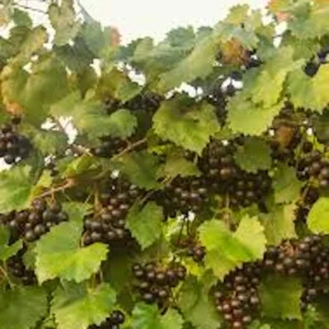 Alachua Black Muscadine Grape Vine - Live Plant - Self-Fertile Fruit Vine - Image 6