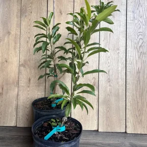 Alano Brown Sugar Sapodilla Live Plant - Grafted, 3 Gallon Pot, Fruiting Tree - Image 3