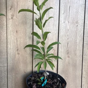 Alano Brown Sugar Sapodilla Live Plant - Grafted, 3 Gallon Pot, Fruiting Tree - Image 6