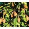 Alano Sapodilla Live Plant - 2-3 Feet Tall, Ship in 3 Gallon Pot - Image 1