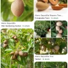 Alano Sapodilla Live Tree – 3 Gallon, 3-4 Feet Tall – Tropical Fruit Plant - Image 1