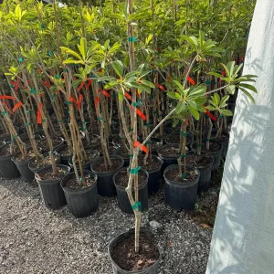 Alano Sapodilla Live Tree – 3 Gallon, 3-4 Feet Tall – Tropical Fruit Plant - Image 2