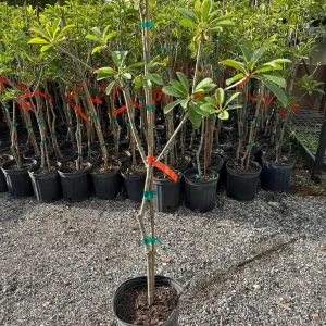 Alano Sapodilla Live Tree – 3 Gallon, 3-4 Feet Tall – Tropical Fruit Plant - Image 3