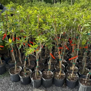 Alano Sapodilla Live Tree – 3 Gallon, 3-4 Feet Tall – Tropical Fruit Plant - Image 4