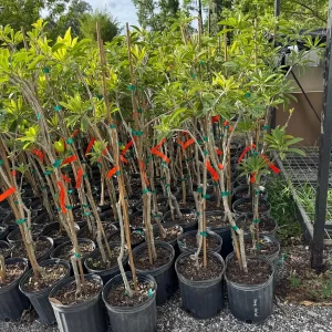 Alano Sapodilla Live Tree – 3 Gallon, 3-4 Feet Tall – Tropical Fruit Plant - Image 5