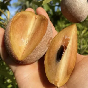 Alano Sapodilla Live Tree - 3ft Tall Air-Layered Fruit Plant - Image 4