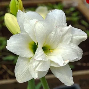 Alasca Amaryllis Bulb - White & Red Double Blooms, 24/26cm Bulb, Indoor - Image 1