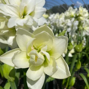 Alasca Amaryllis Bulb - White & Red Double Blooms, 24/26cm Bulb, Indoor - Image 4