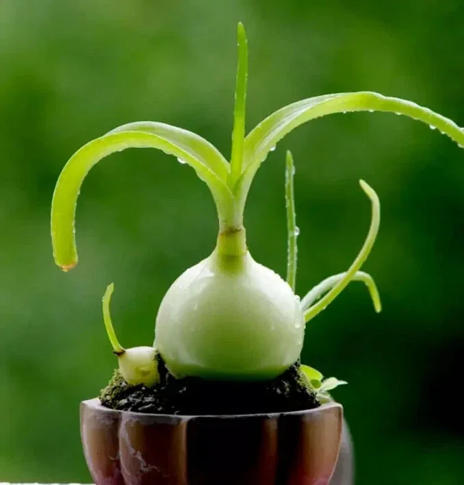 Albuca Bracteata Pregnant Onion Seeds - 10 Rare Exotic Bulb Seeds Indoor/Outdoor - Image 2