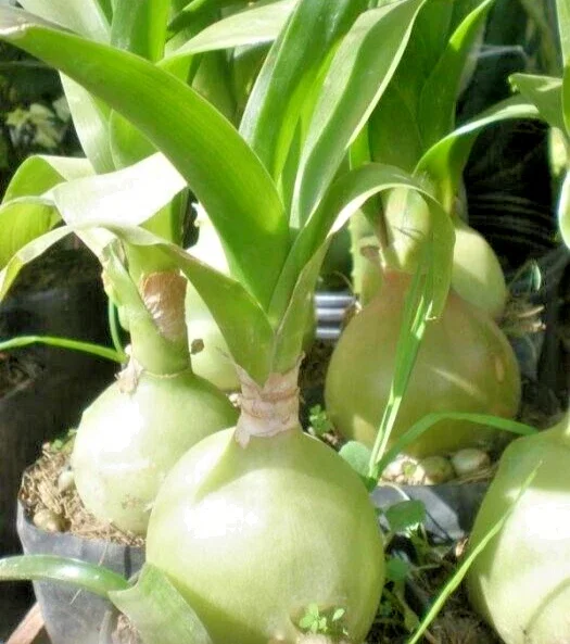 Albuca Bracteata Pregnant Onion Seeds - 10 Rare Exotic Bulb Seeds Indoor/Outdoor - Image 1